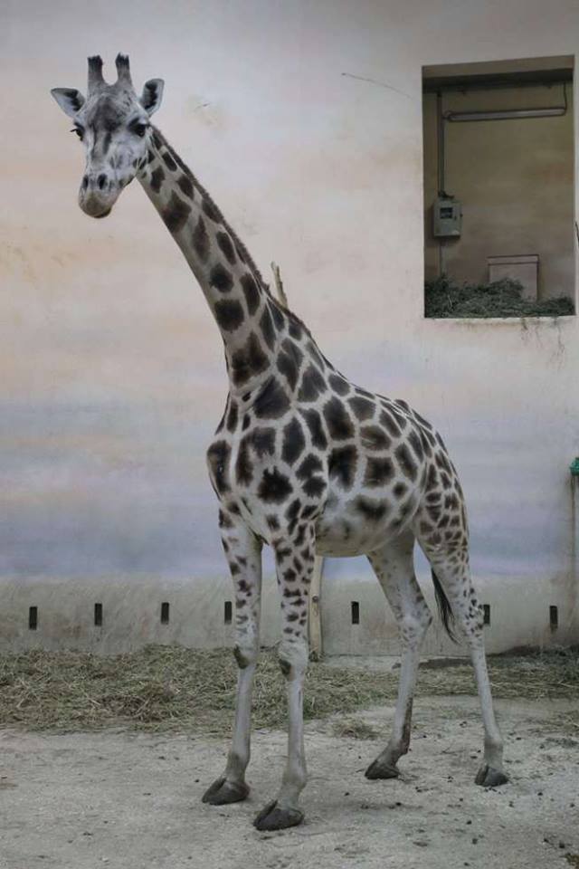 Eliška, foto (c) Tomáš Adamec, Zoo Praha